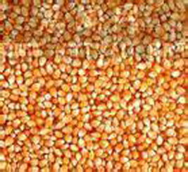 农副产品销售 连接田间与餐桌的专业桥梁